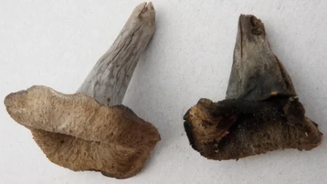 Till höger en svart trumpetsvamp som börjat lukta illa och blivit sladdrig i konsistensen. Ett friskt, fräscht och spänstigt exemplar finns till vänster i bilden.