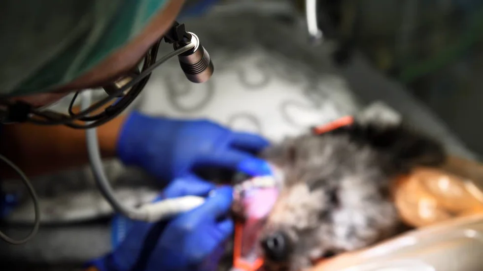 I princip alla hundens tänder var i sådant skick att tänderna borde ha tagits bort, menar veterinärmottagningen.