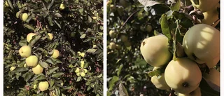 Väder: Nästan sommarvärme i dag