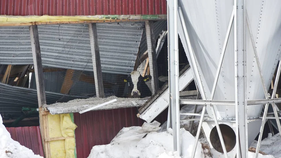 Cirka 60 mjölkkor dog när taket rasade in på ladugård i Heden i april 2018.