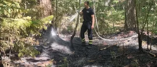 Räddningstjänsten släckte gräsbrand som spred sig till gran