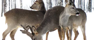 Finbesök i Siknäs