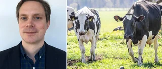 1 500 kor ska hållas inomhus i ett år – i forskningssyfte