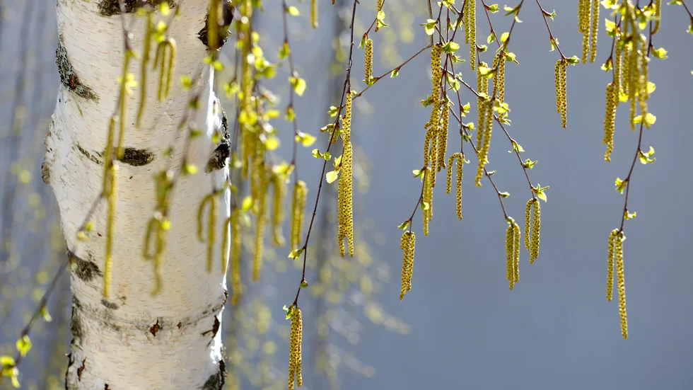 Med värmen kommer mycket höga halter av björkpollen.
