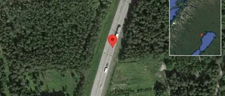 Älgar på vägen på E4