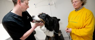 Klart: Veterinärkliniken har lämnat Ånäset – hit har de flyttat