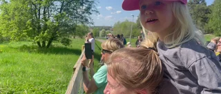 TV: Fårsläpp i Stabby – här springer fåren ut bland barnen 
