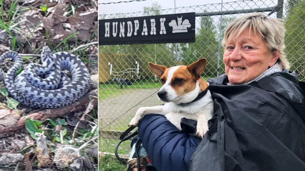 Ann-Charlotte Strömbäck upptäckte en huggorm i Hundparken i Enköping. Nu vill hon att kommunen ska ta bort den. 