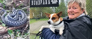 Hundägarnas fasa – huggorm har byggt bo i rastområdet