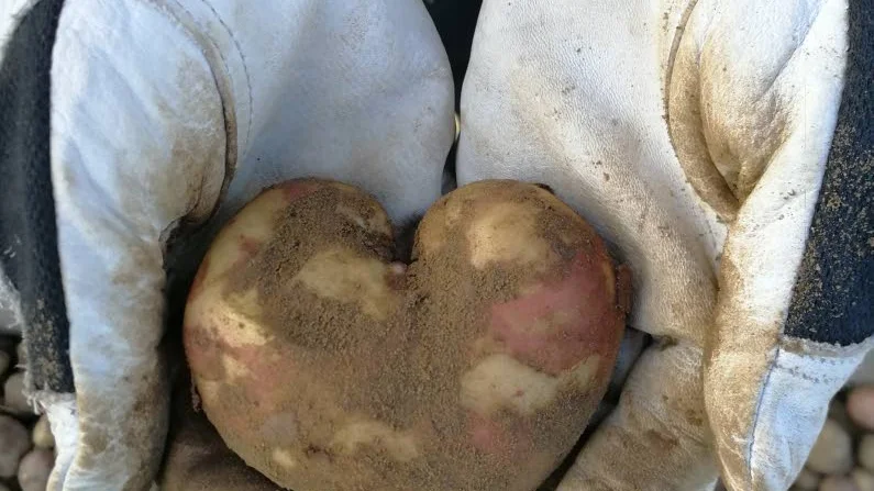 Potatis – en hjärtesak. Familjen Karlsson i Brändön fick en hjärtlig överraskning när de tog upp potatis från sitt land i helgen.