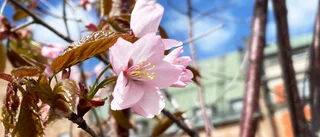 Nu blommar körsbärsträden i Luleås stadspark