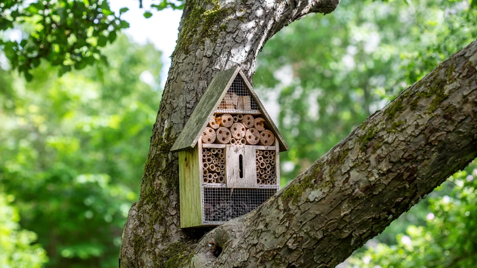 Bygg insektshotell, spara gamla trädstammar där insekter trivs, och låt det finnas platser där vilda djur kan leva, skriver Raymond Wigg, Naturskyddsföreningen Trosabygden