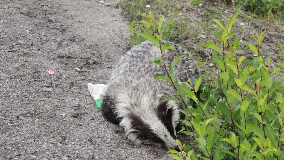 Grävlingen klarade inte krocken och ligger död vid vägkanten.