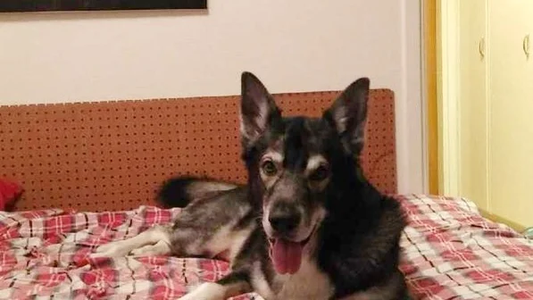 Hunden Dante är livrädd för smällar efter att ha blivit skrämd som valp.