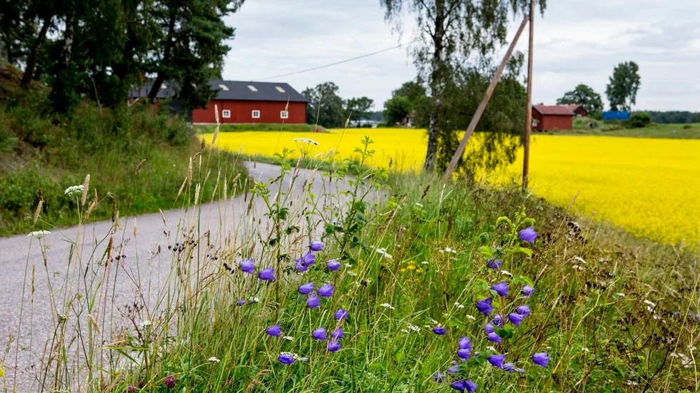 En bild av den svenska landsbygden.