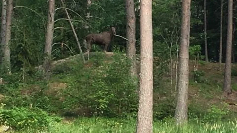 Gärningsälgen som skrämt barn i Sund utanför Vagnhärad.