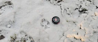 När snön faller kan vargarna spåras