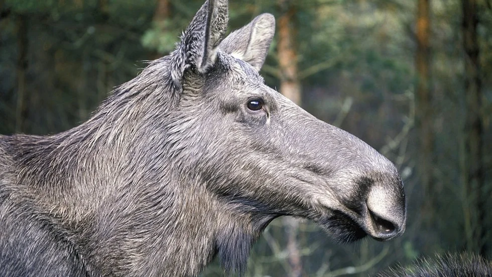Vad gör man när man har en älg på altanen?