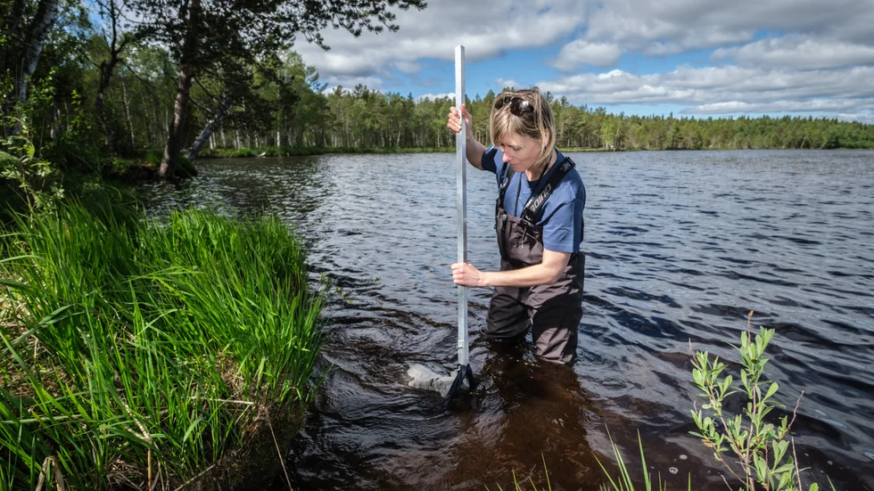 Sara Elfvendahl visar hur hon tar prover av bottenlevande djur. Hon sparkar runt bland stenarna i strandzonen och håvar sedan upp de små djuren.