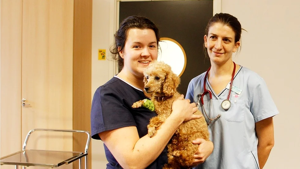 Frida Rangbäck, legitimerad djursjukskötare, och Elin Lindell, veterinär, tillsammans med dvärgpudeln Lottie (som för övrigt mår mycket bra, frånsett en skada på frambenet) på veterinärmottagningen i Stallarholmen.