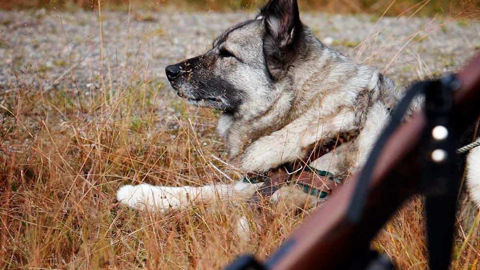Den mindre hunden attackerades av två jakthundar och fick vårdas på Strömsholms djursjukhus. Det är inte hunden på bilden som nämns i artikeln.