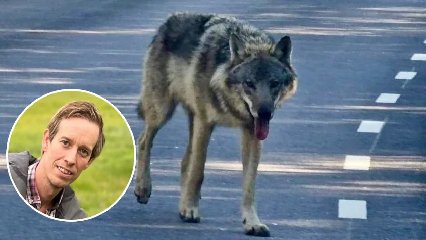 Vilthandläggare på länsstyrelsen i Södermanland