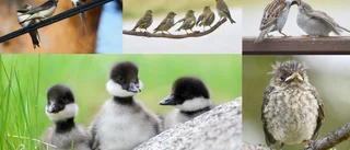 Sötchocken – Karin Thorells bilder • Följ med till naturens egna barnkammare 