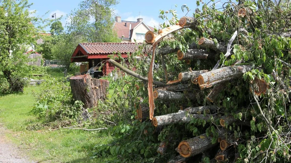 Bara en stubbe står kvar där den stora almen tidigare bredde ut sig.