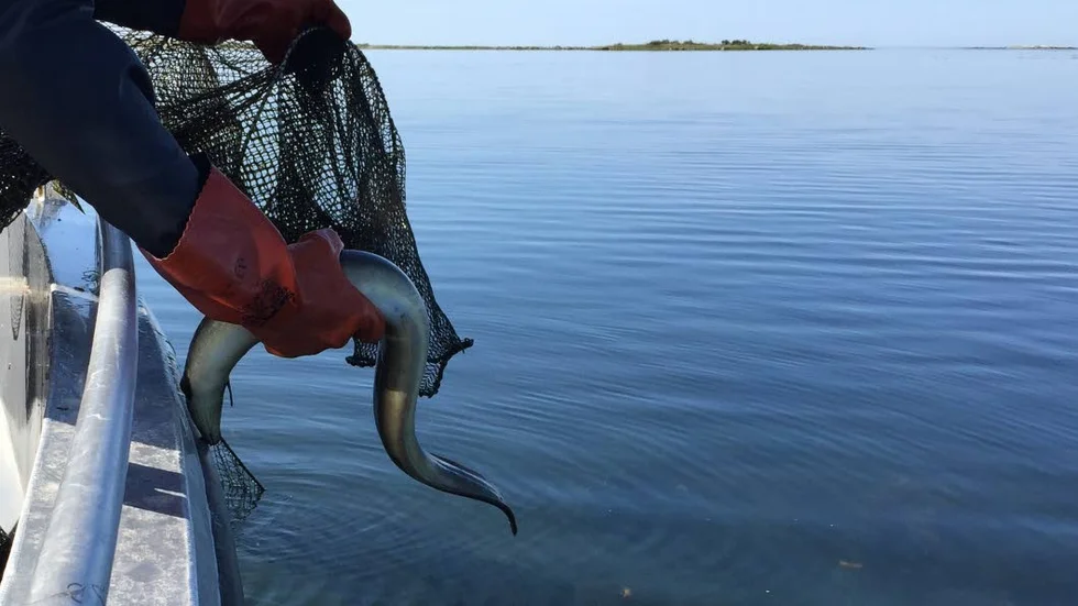 Ålen är akut hotad och EU:s fiskeministrar har beslutat om tre månaders fiskestopp av europeisk ål för 2019.