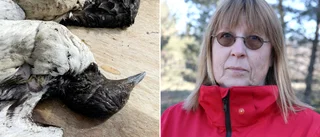 Fler döda fåglar – nu även på Gotlands östra sida