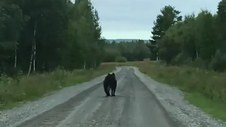 Björnen sprang längs vägen en bit innan den försvann in i skogen mellan Muskus och Vidselsvägen.