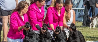 "Finns alltid en hund som springer in i ditt hjärta"