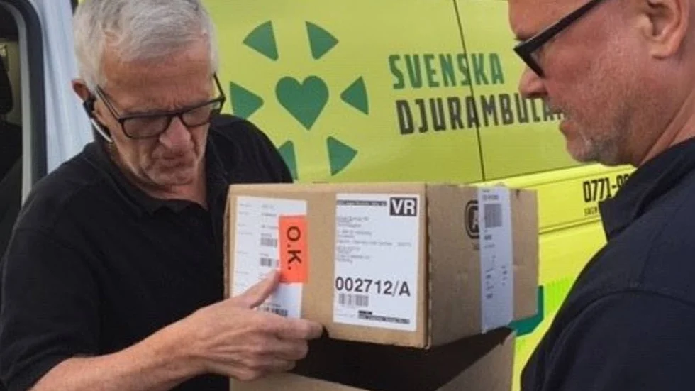 Svalungarna flyttades från sitt bo till en kartong.