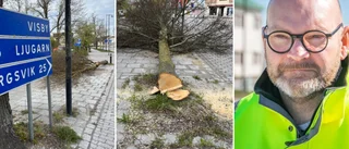 Hot om polisanmälan efter trädfällning mitt i Hemse • Trafikverkets förklaring: ”Vi diskuterade olika lösningar” 