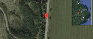 Får på vägen på väg 558