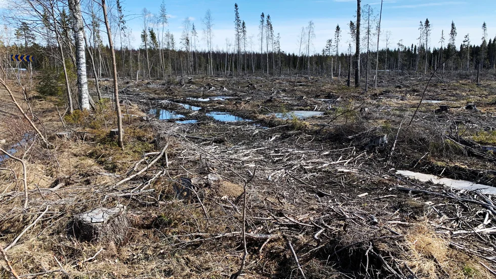 Befolkningen uppmanas att inte klippa gräsmattan, så blommor och bygga bihotell för att rädda insekter, medan skogsägarna tjänar guld på att omvandla änglamark till monokulturer och kalhyggen.