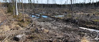 Vi behöver öka skogsägarnas valfrihet