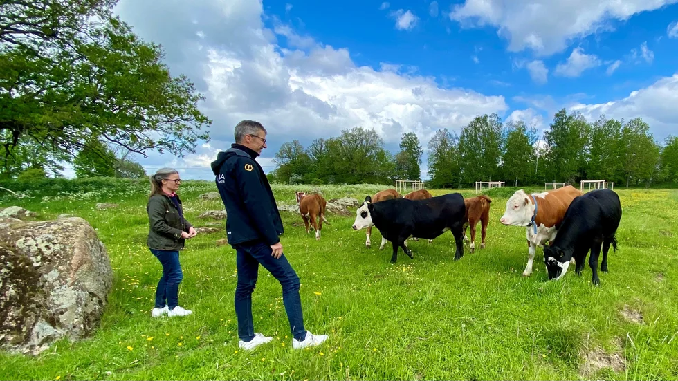 Matilda von Rosen och Fredrik Gustafsson hälsar på en av de uppkopplade korna, den med halsband som står tvåa från höger.