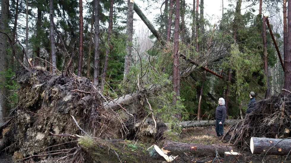 Under storminventeringarna på ön möttes Arne Pettersson från Skogsstyrelsen av omkullvräkta träd. Värst drabbade är skogsägare på norra Gotland.