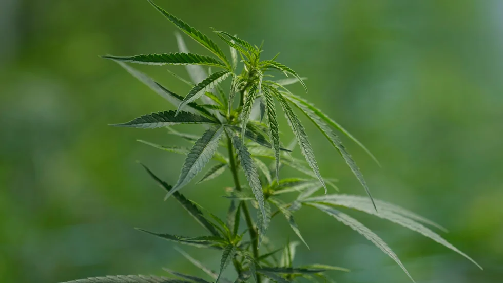 Ett lagförslag om att legalisera försäljning av cannabis i Tyskland kan komma att läggas fram senare i år. Arkivbild.