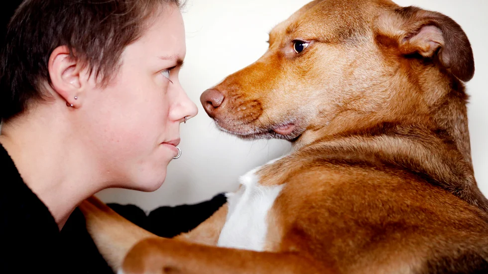 Hundälskaren Ayla Sjögren beskriver kramiga Harley som en skurkaktig ängel. "Inte mot människor utan mot den egna flocken."