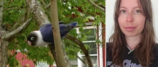 Exotisk fågel på rymmen – har gjort sig hemmastadd på förskola: "Försöker sätta sig på barnens huvuden"