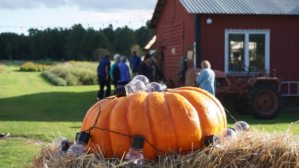 Sudergarda grönt är ett av flera besöksmål på Skär på Fårö.