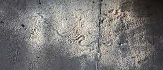 Trägnagare angriper öns kyrkor