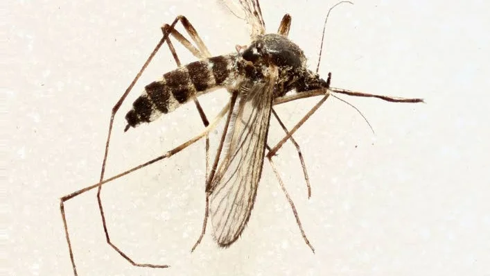 Aedes punctodes eller möjligen den nära släktingen Aedes punctor