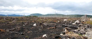 Man ser inte skogen för det finns inga träd