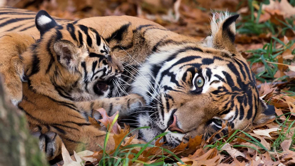 Sumatratigern Damai leker med en av sina ungar på ett zoo i Washington. Arkivbild.