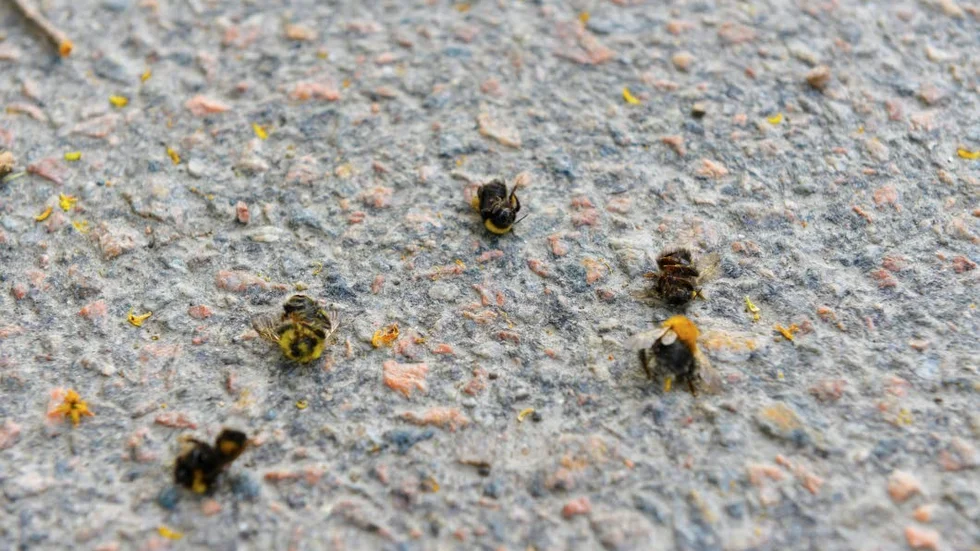 Drivor av döda humlor på vägen. Såhär såg det ut under onsdagsmorgonen i centrala Gnesta.