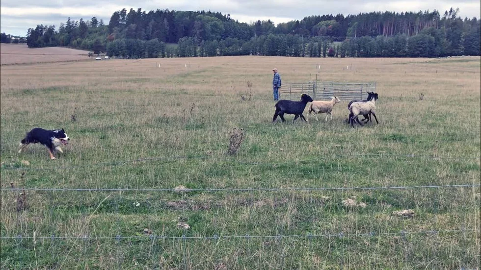 Vallhunden Zäta motade in fåren i fållan, allt noterat av föraren Peter Runnman.