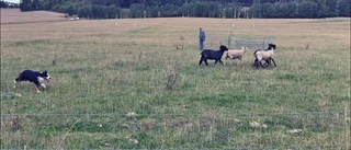 Hundar och får fick jobba vid Skena